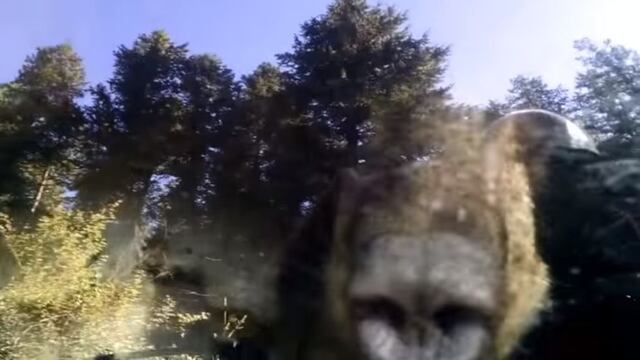 YouTube: Un oso se metió a un Subaru Outback [VIDEO]