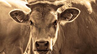 Enfermedad de las "vacas locas" | Alertan que este mortal mal puede resurgir en humanos