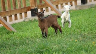 Nacen dos cabras alpinas en el Parque de La Muralla[FOTOS]