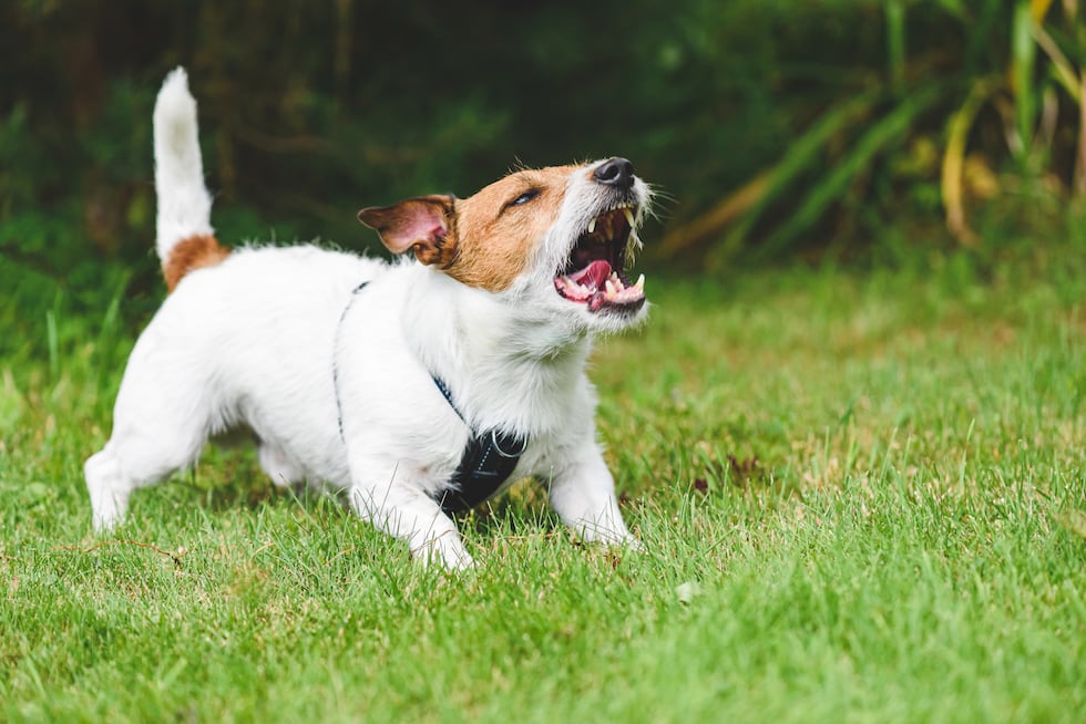 Recuerda no forzar a tu perro a interactuar con otras mascotas o personas si ves que no quiere. (Foto: Getty Images)