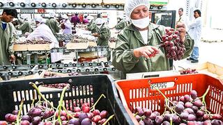 Adex: campaña de exportación de uva inició con buen pie