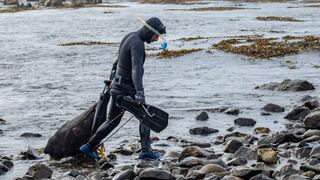 Perú: así lograron los pescadores de Marcona recuperar el erizo rojo