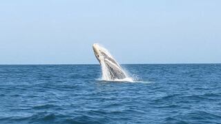 Piura: inició la temporada de avistamiento de ballenas | FOTOS