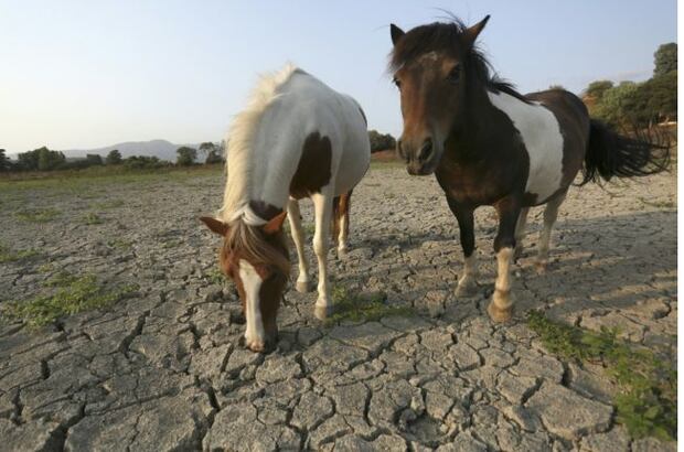 El consumo promedio de carne de caballo en el Perú es considerablemente bajo.