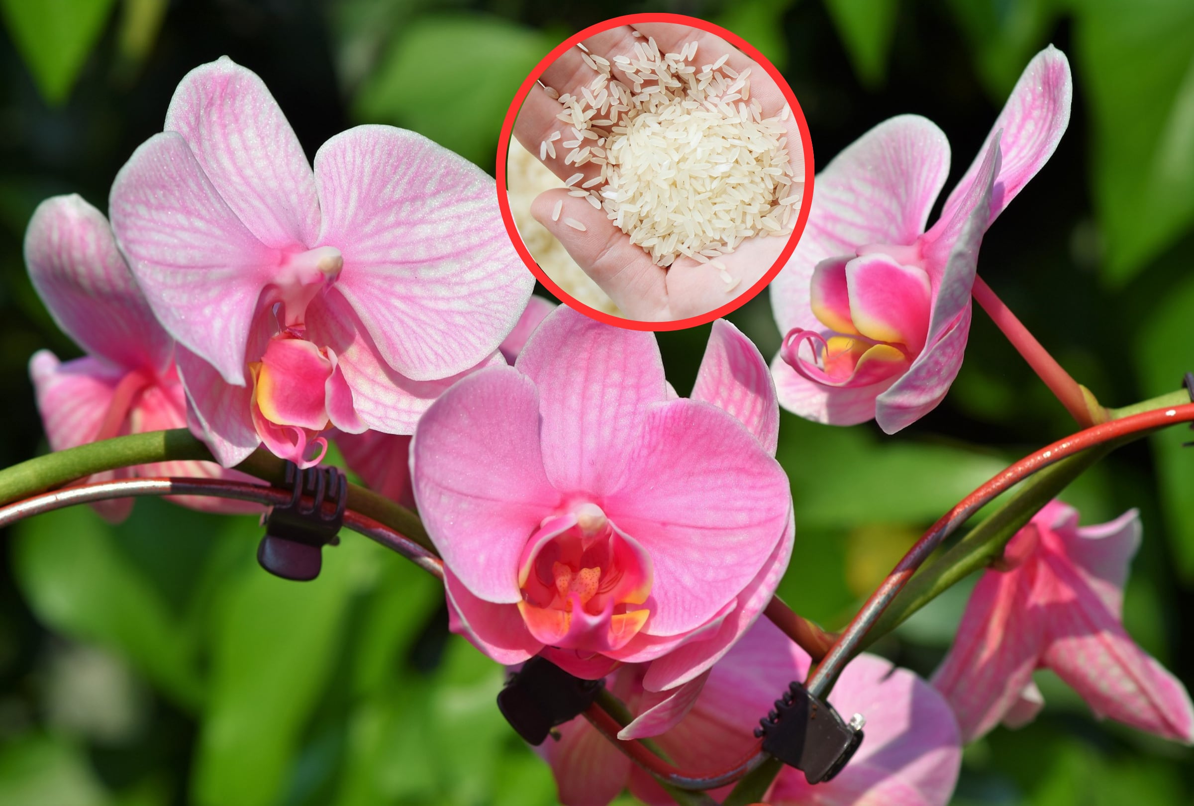 El arroz es muy beneficioso para las orquídeas y otras plantas, gracias a sus nutrientes. (Foto: Pixabay/Ralph | Pexels).