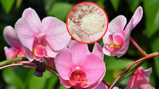 Esta es la razón por la que deberías usar arroz en tus orquídeas y otras plantas