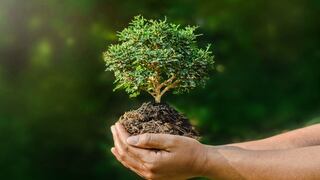 ¿Por qué el Día Mundial de la Naturaleza se celebra el 3 de marzo?