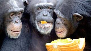 Chimpancés poseen sentido de la justicia