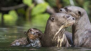 La nutria gigante lucha por prevalecer: científicos identifican 22 zonas claves para protegerla