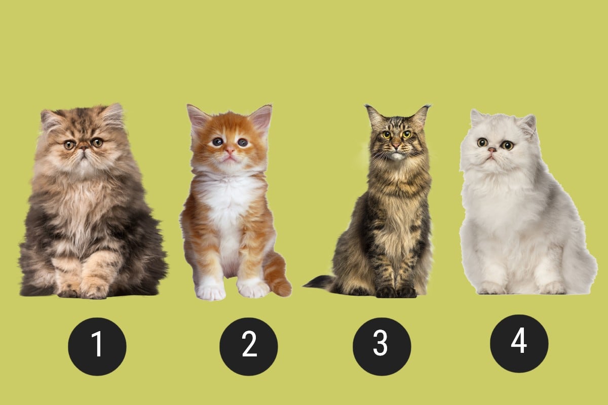 Descubre si eres una persona manipuladora con solo elegir uno de los cuatro gatos. (Imagen: Mag)