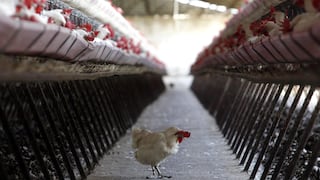 China detectó el primer caso mundial de gripe aviar H10N3 en humanos