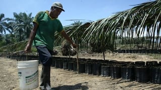 El laberinto de la palma: la selva en riesgo por vacíos legales