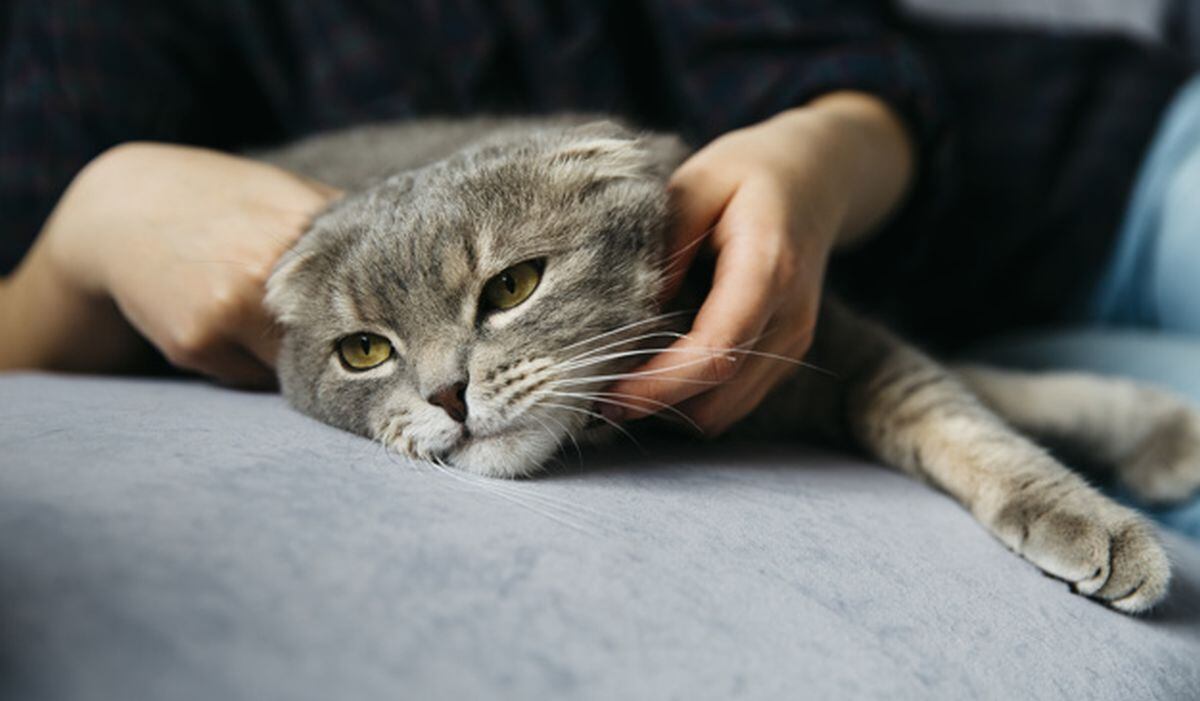Los gatos, como la mayoría de los felinos, poseen una extraordinaria agilidad para su relación tamaño/peso corporal. (Foto:Freepik)