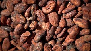 Exportación peruana de cacao crecería más de 8% este año