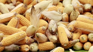 La ruta del maíz se inicia en México