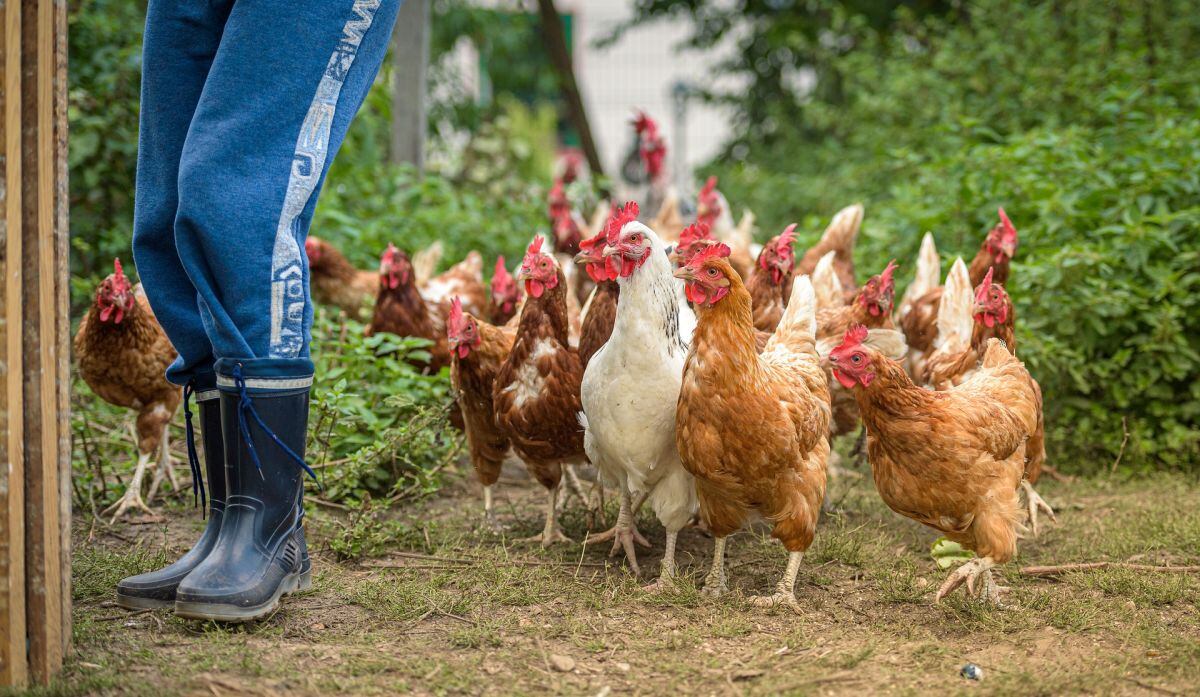 Las gallinas ponedoras son claves en el proceso de producción y distribución de huevos (Foto: Pixabay)