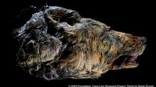 Hallan una cabeza de lobo gigante de 40 mil años sorprendentemente conservada