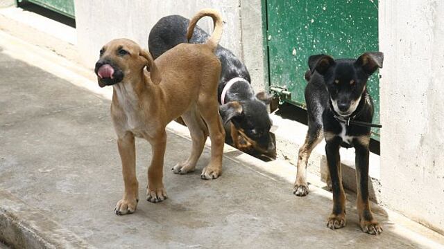 Chorrillos: sujetos arrojan veneno en las calles y matan a cinco perros