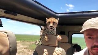 YouTube: Dos chitas sorprendieron a camioneta de turistas en Serengeti [VIDEO]