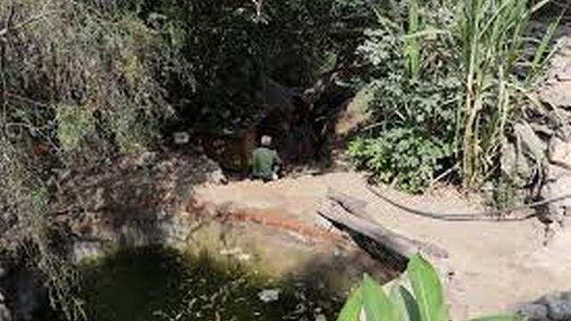 ¿Cómo es la “selva” qué ha crecido en uno de los cerros de SJL? (Captura)