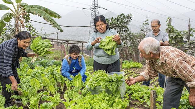 Biohuertos urbanos: ¿cómo cosechar frutas y hortalizas en medio de la ciudad? Vecinos responden
