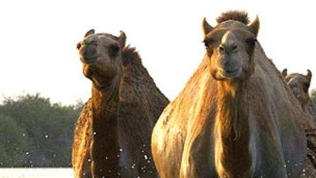 Científicos dicen que hubo camellos en el Ártico