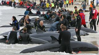 ¿Por qué encallan las ballenas? El estudio que parece haber resuelto este misterio