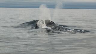 Científicos graban por primera vez el canto de una de las ballenas más desconocidas del planeta