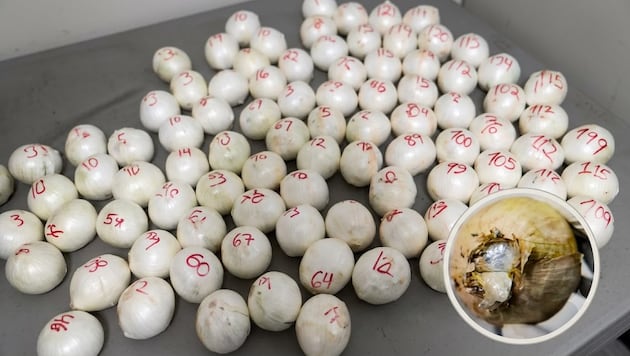 'Narco-cebollas' fueron incautadas en Miami. La red criminal utilizó criptomonedas y billeteras virtuales para financiar la operación. Fotos: Dirandro