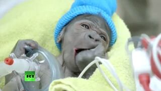 El gorila que nació en inédito parto por cesárea en EE.UU.