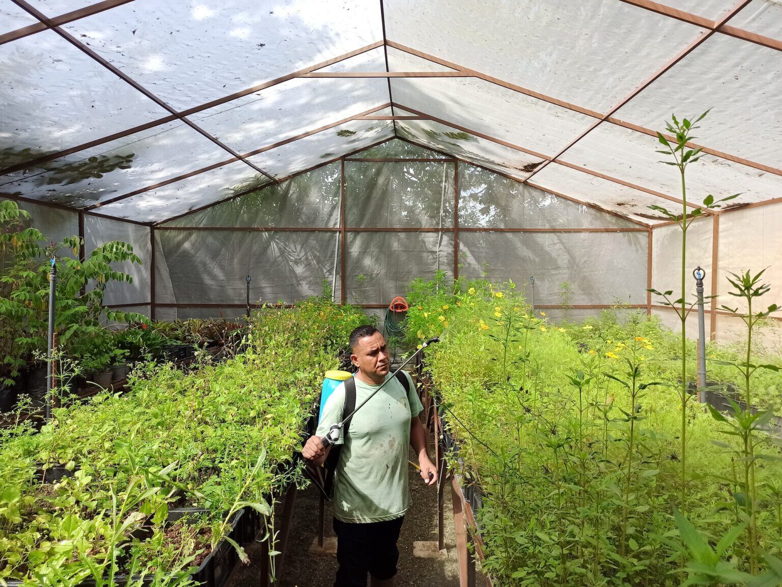 Espacio de vivero del Centro de Conservación del Cardenalito en Venezuela (CCCV). Foto: Provita