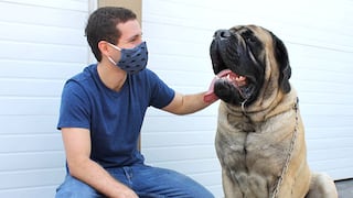 WUF: Más de 1,000 perros de albergue recibieron ayuda en esta pandemia