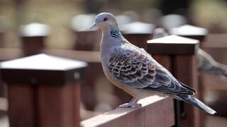 El secreto de la increíble orientación de las palomas mensajeras está en su hígado, afirman científicos