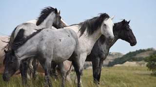 Todo los caballos salvajes están extintos, revela estudio