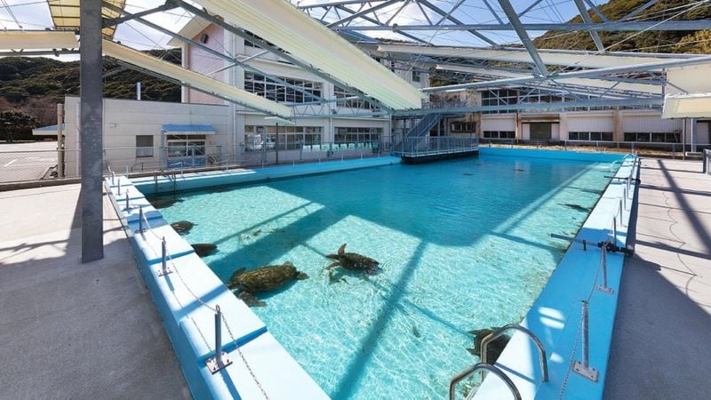 Escuela convertida en acuario en Japón: una piscina al aire libre con animales locales como tortugas marinas y tiburones. (MUROTO HAIKO AQUARIUM).