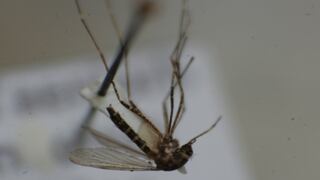 El Caribe busca estrategia contra la chikungunya