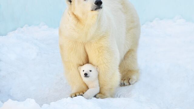 Día Internacional del Oso Polar: 10 fotografías famosas de este increíble animal
