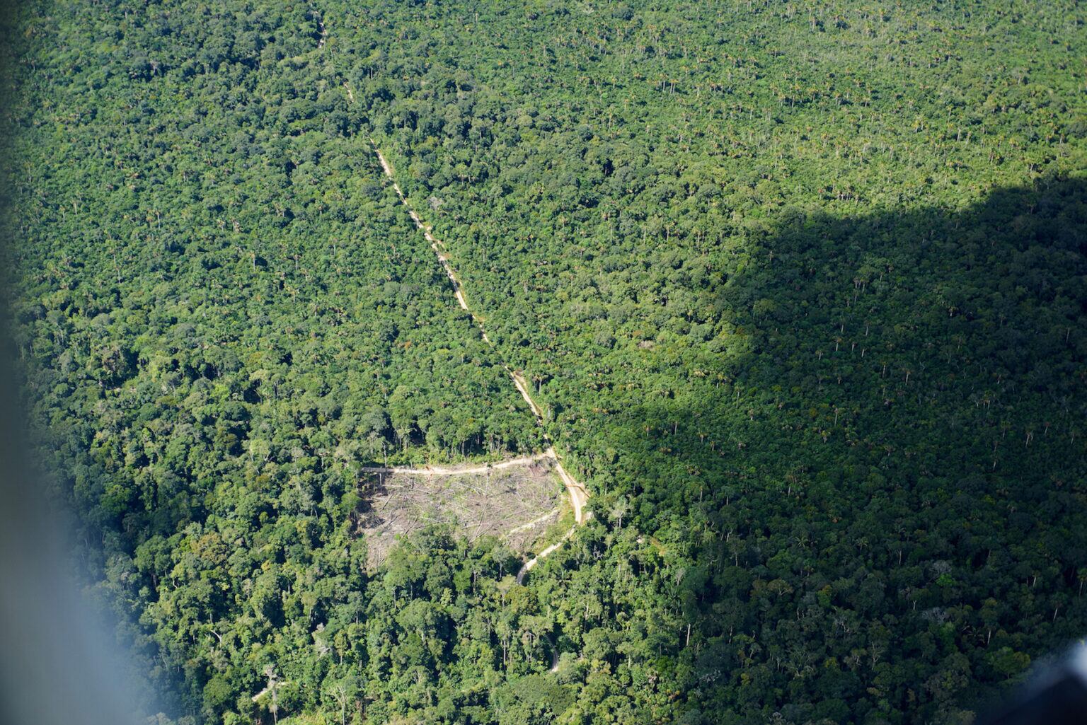 Una zona de desbosque con los árboles recién tumbados desde donde sale una vía ilegal. Foto: Aidesep.