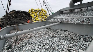Temporada de incertidumbre para la pesca de anchoveta