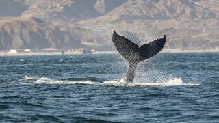 Comenzó la temporada de avistamiento de ballenas jorobadas en Piura y Tumbes