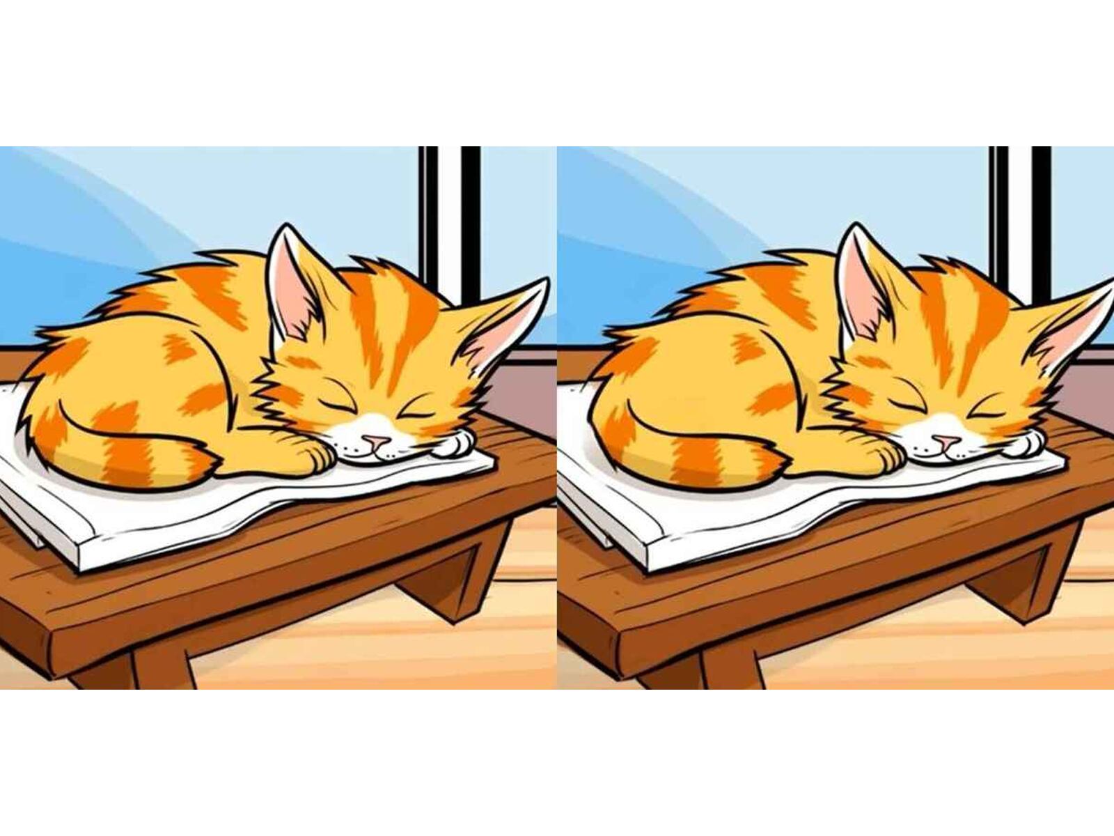 RETO VISUAL | Dos imágenes de gatos durmiendo aparentemente idénticas, pero ¡atención! Hay 3 diferencias sutiles entre ellas. ¿Serás capaz de identificarlas en tan solo 12 segundos? | jagranjosh