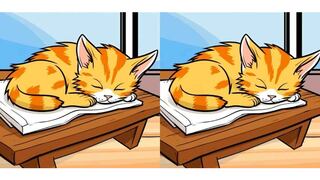 Descubre las diferencias entre las imágenes de gatos durmiendo en este reto visual