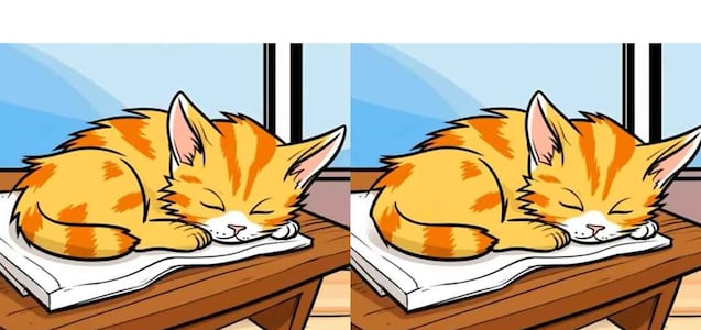 Encuentra las 3 diferencias en imágenes de gatos durmiendo en solo 12 segundos