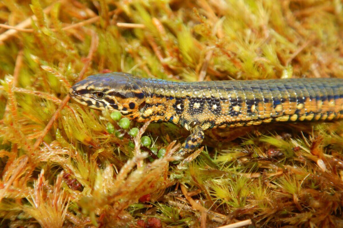 La lagartija (Proctoporus titans) fue la última especie descubierta en el Parque Nacional Otishi. Foto: Sernanp