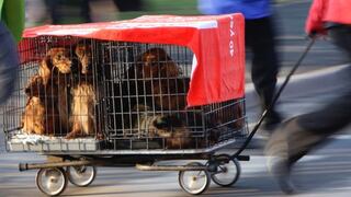 Brasil: 178 perros fueron liberados de experimentos farmacéuticos