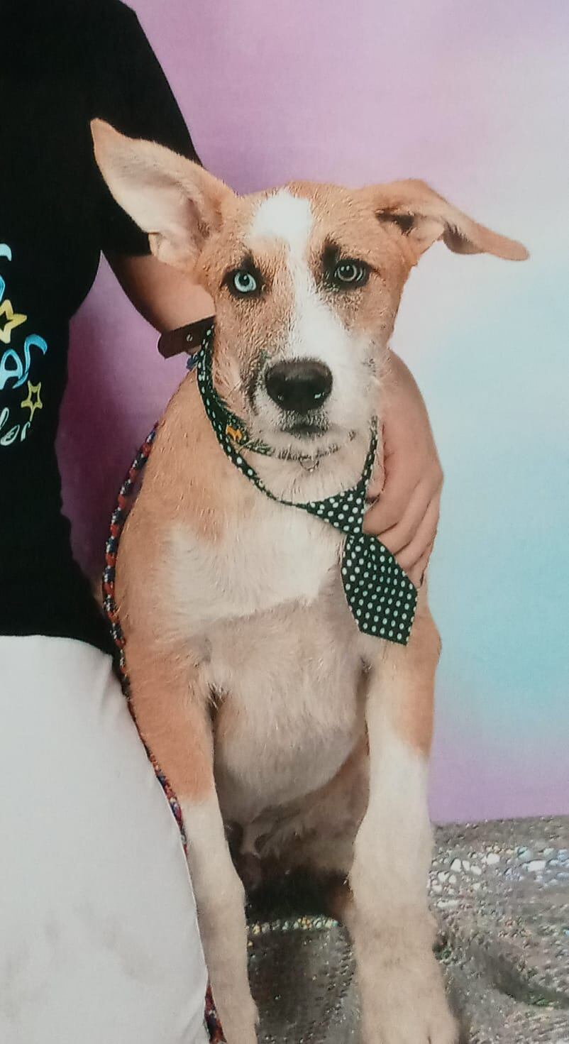 Actualmente, Chesster tendría 3 años. “Es de raza mestiza. No tiene pelo corto ni pelo largo. Es más fácil identificarlo por los ojos: tiene un ojito blanco, y el otro color caramelo”, resalta Pilar.