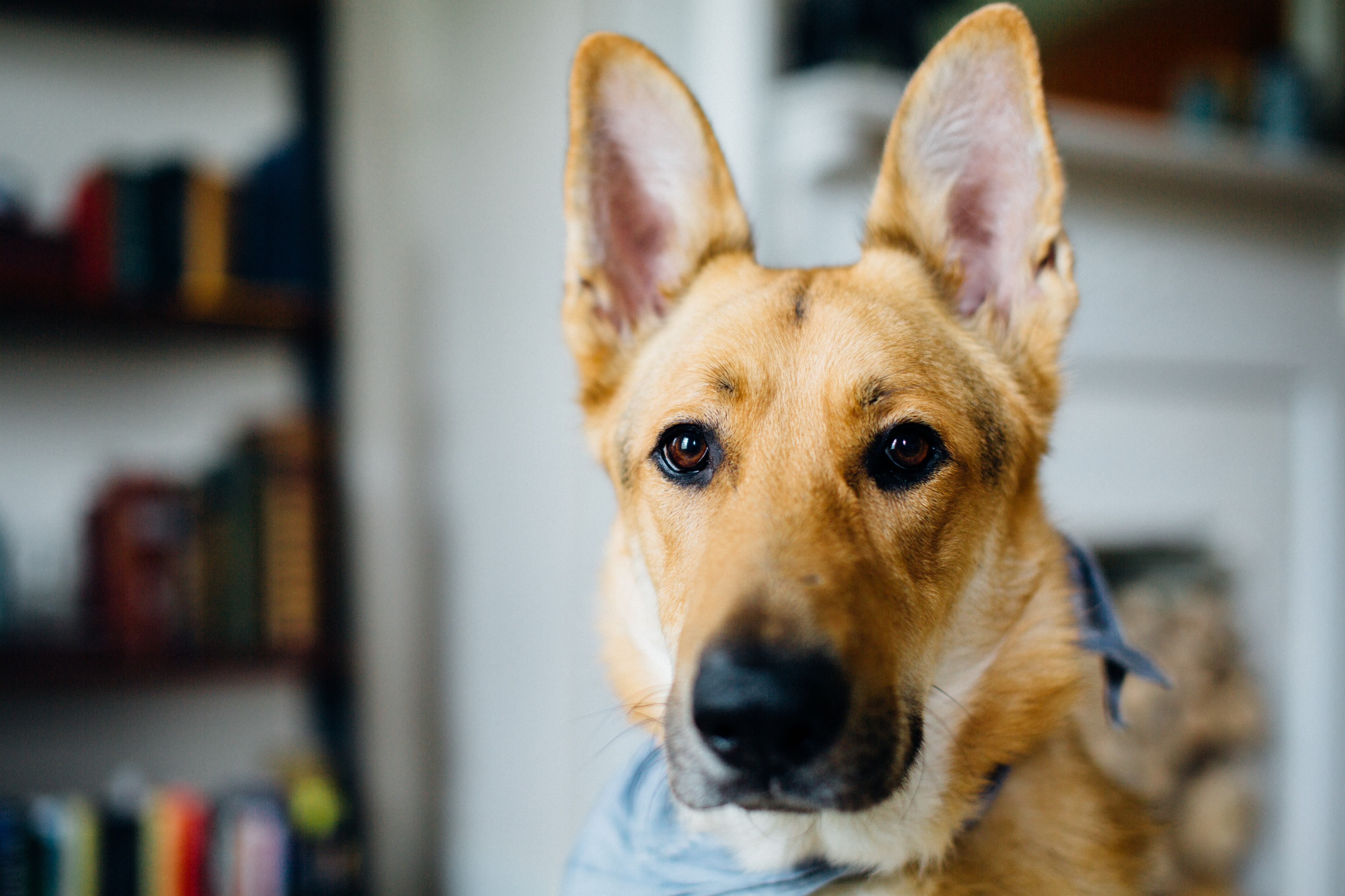 Si tu perro tiene orejas caídas requerirá unas limpieza más regular. (Foto: Pexels)