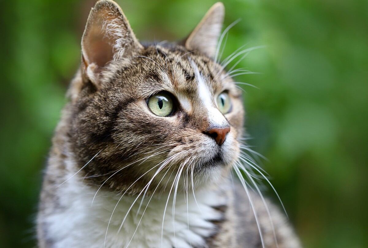 Mantener a los gatos dentro de casa sería la clave para prevenir la gripe aviar, según una experta de EE. UU. (Foto referencial: Pixabay)