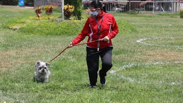 Cuarentena en Lima: ¿en qué momento puedes llevar a tu perro a dar un paseo?