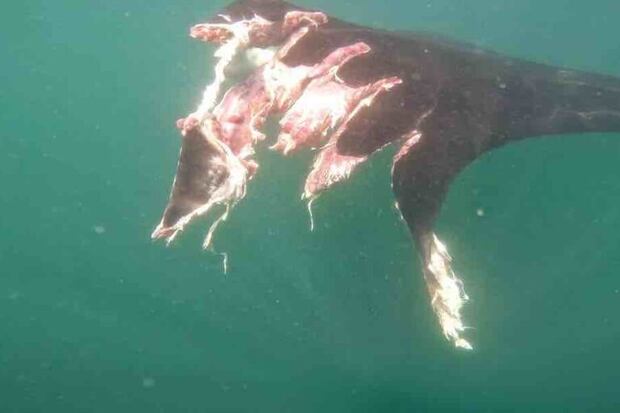 Mantarraya oceánica con la aleta izquierda totalmente mutilada. Foto: cortesía Proyecto Manta